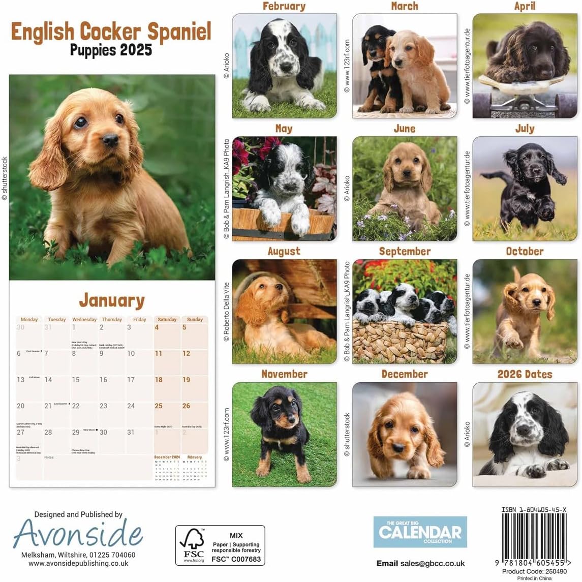 English Cocker Spaniel Puppies Mini Wall Calendar 2025 (PFP)