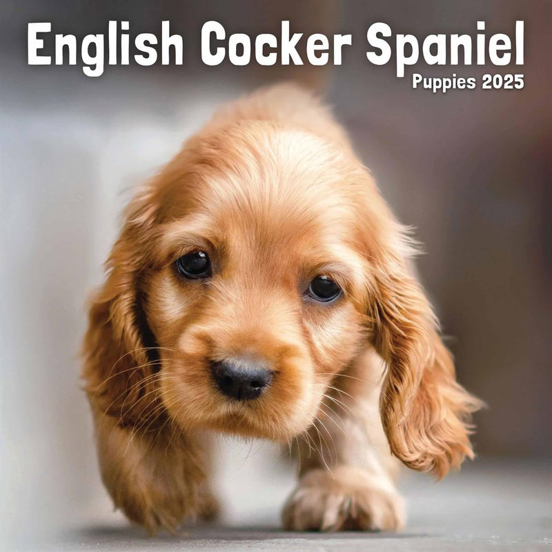 English Cocker Spaniel Puppies Mini Wall Calendar 2025 (PFP)