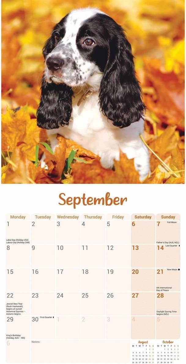 English Springer Spaniel Puppies Mini Wall Calendar 2025 (PFP)