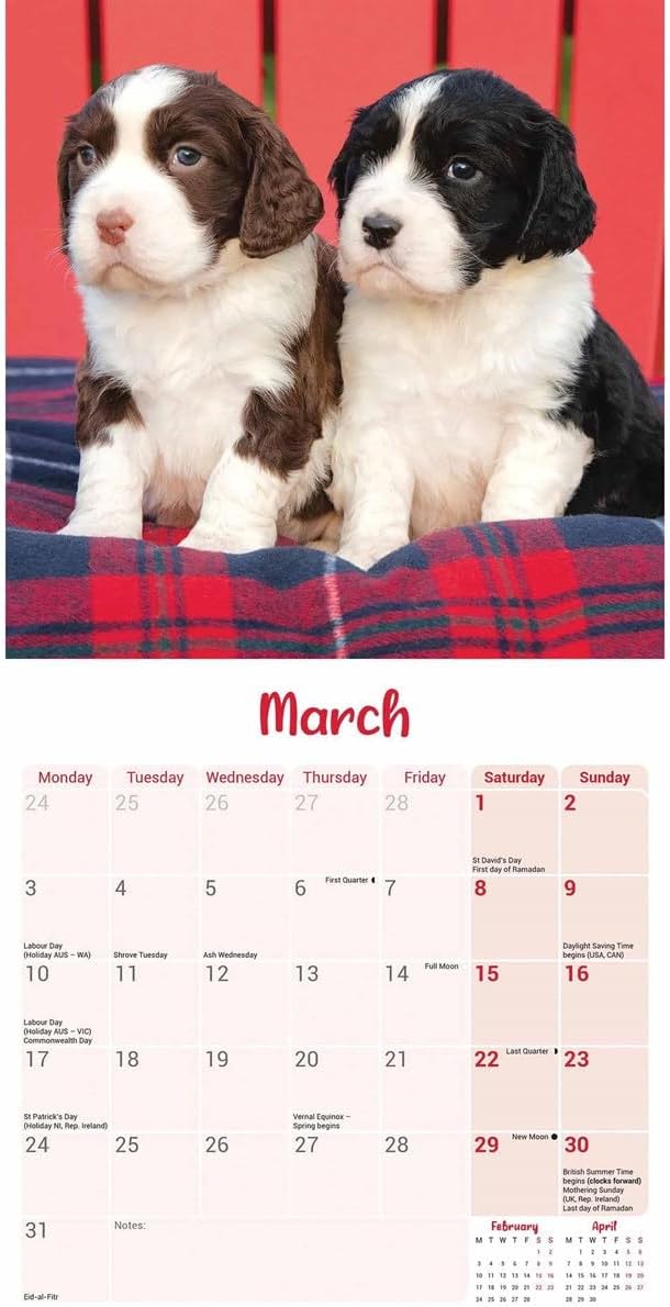 English Springer Spaniel Puppies Mini Wall Calendar 2025 (PFP)