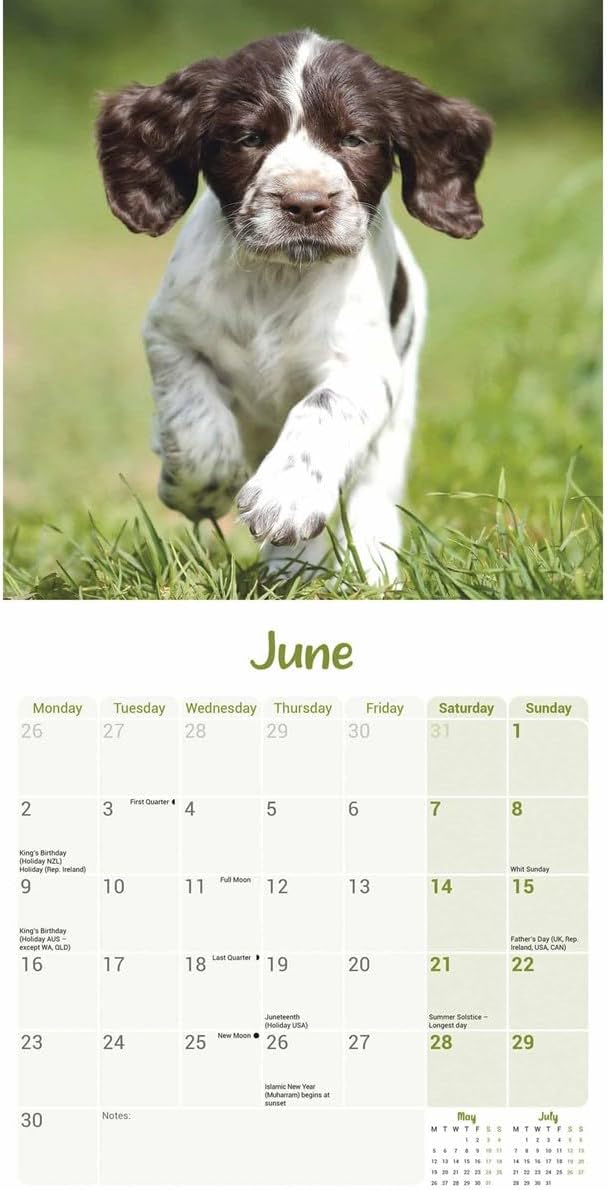 English Springer Spaniel Puppies Mini Wall Calendar 2025 (PFP)