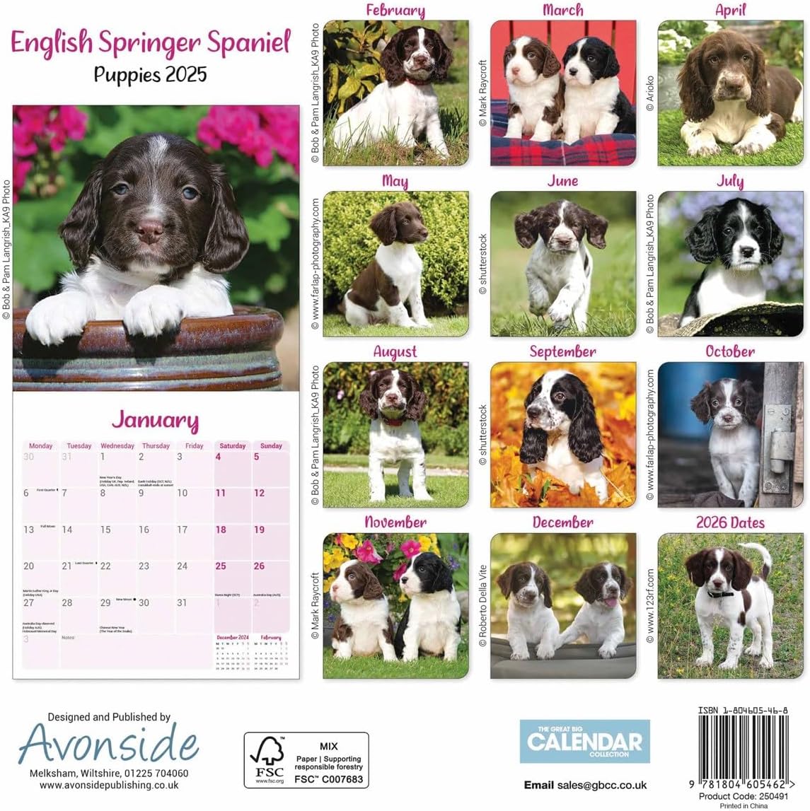 English Springer Spaniel Puppies Mini Wall Calendar 2025 (PFP)
