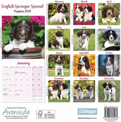 English Springer Spaniel Puppies Mini Wall Calendar 2025 (PFP)