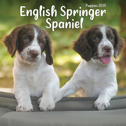 English Springer Spaniel Puppies Mini Wall Calendar 2025 (PFP)