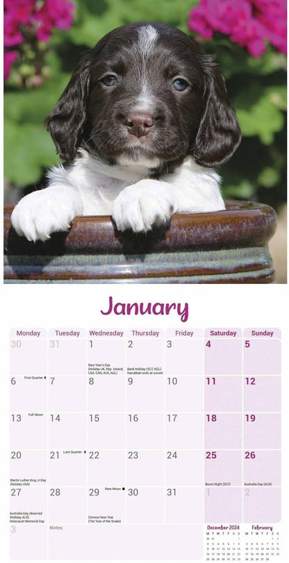 English Springer Spaniel Puppies Mini Wall Calendar 2025 (PFP)