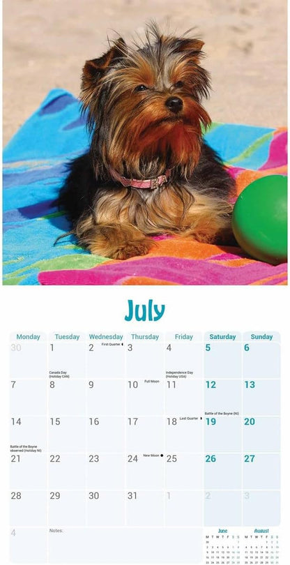 Yorkshire Terrier Puppies Mini Wall Calendar 2025 (PFP)