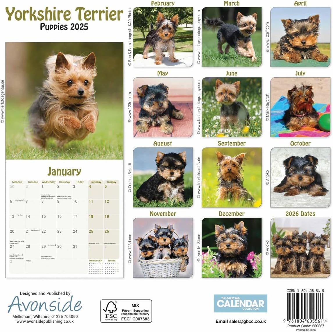 Yorkshire Terrier Puppies Mini Wall Calendar 2025 (PFP)