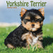 Yorkshire Terrier Puppies Mini Wall Calendar 2025 (PFP)