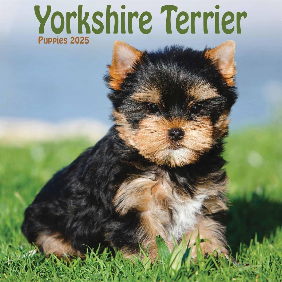 Yorkshire Terrier Puppies Mini Wall Calendar 2025 (PFP)