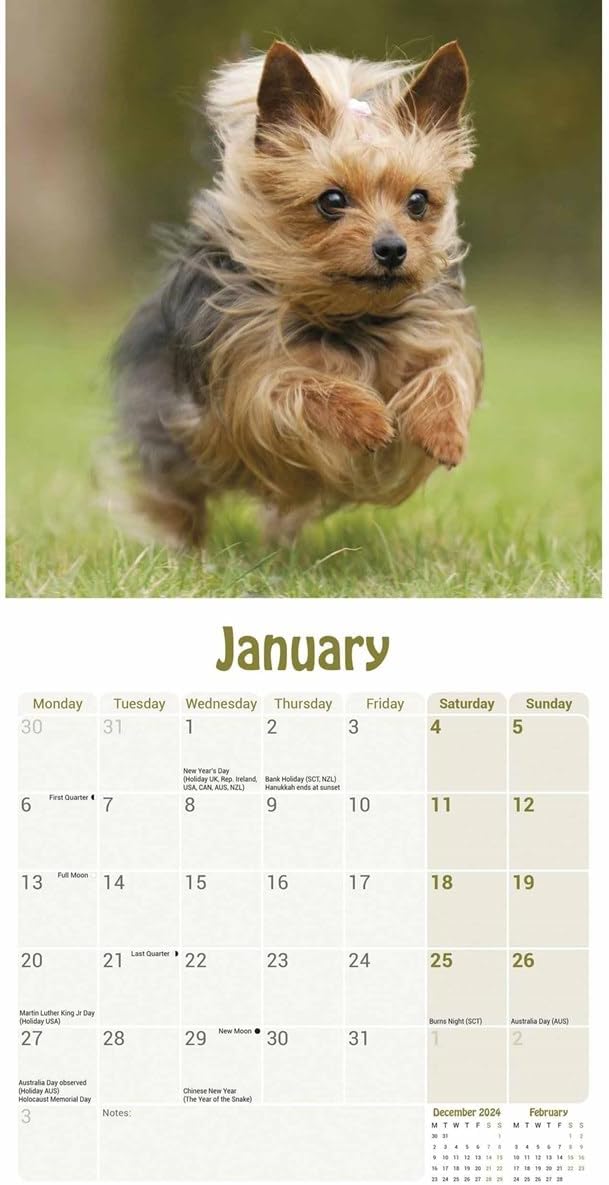 Yorkshire Terrier Puppies Mini Wall Calendar 2025 (PFP)