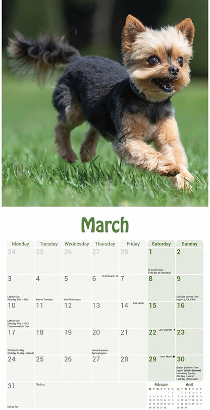 Yorkshire Terrier Puppies Mini Wall Calendar 2025 (PFP)