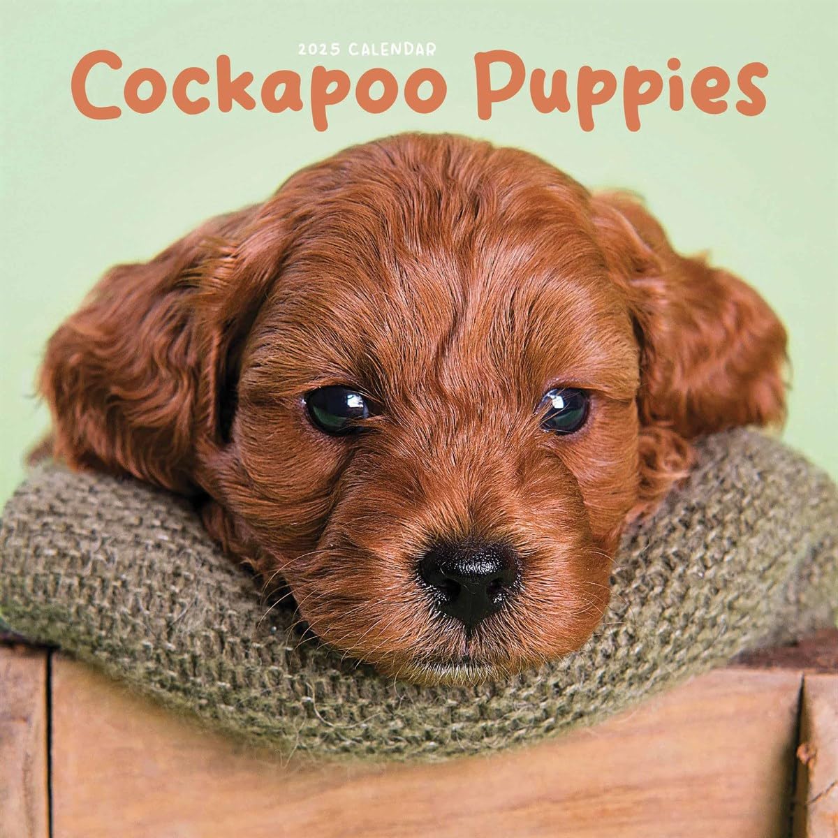 Cockapoo Puppies Mini Wall Calendar 2025 (PFP)
