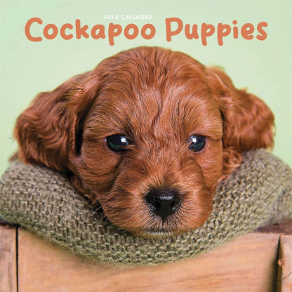 Cockapoo Puppies Mini Wall Calendar 2025 (PFP)