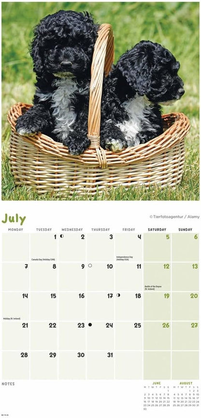 Cockapoo Puppies Mini Wall Calendar 2025 (PFP)