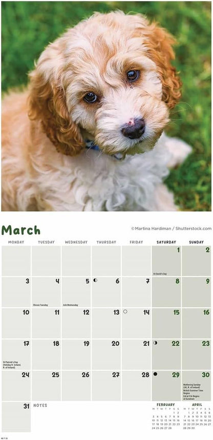 Cockapoo Puppies Mini Wall Calendar 2025 (PFP)