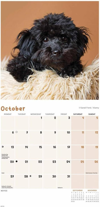 Cockapoo Puppies Mini Wall Calendar 2025 (PFP)