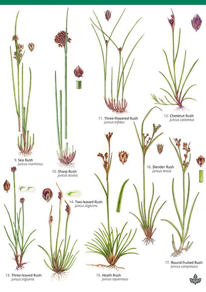 Guide to rushes