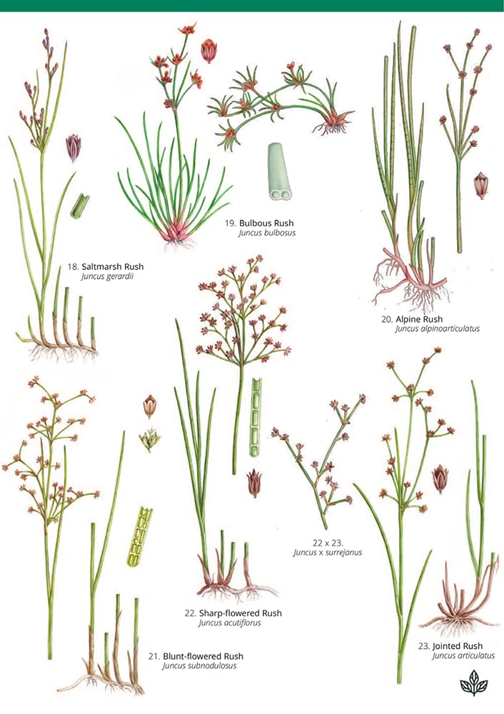 Guide to rushes