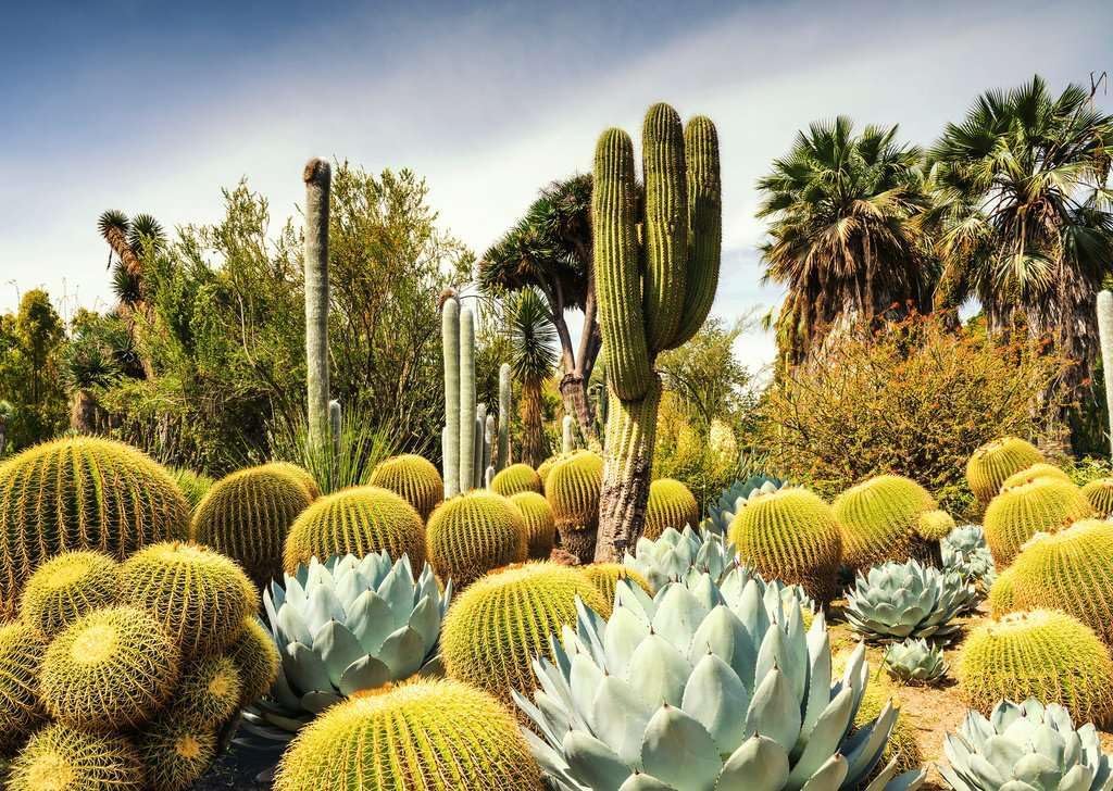 Ravensburger 12000850 - Huntington Desert Garden - 1000 pieces jigsaw puzzle – Puzzle for adults and kids age 14 years up, garden puzzle