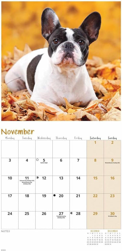 French Bulldogs Mini Wall Calendar 2025 (PFP)