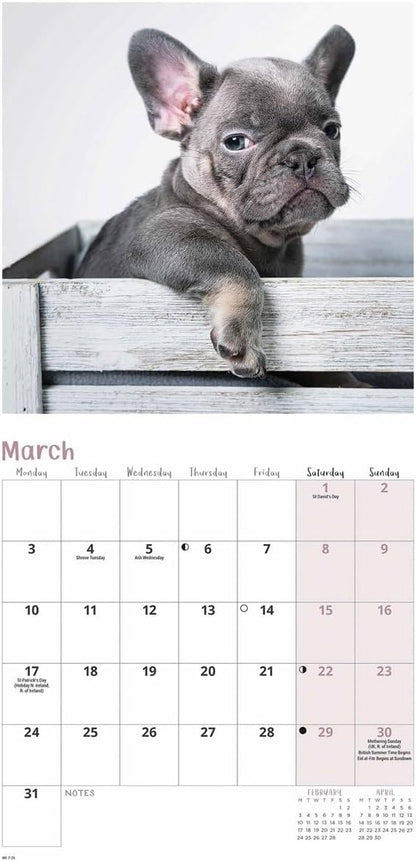 French Bulldogs Mini Wall Calendar 2025 (PFP)