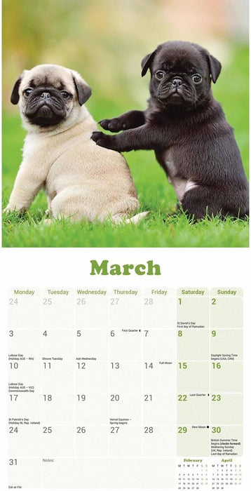 Pug Puppies Mini Wall Calendar 2025 (PFP)