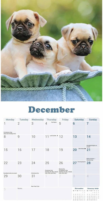 Pug Puppies Mini Wall Calendar 2025 (PFP)