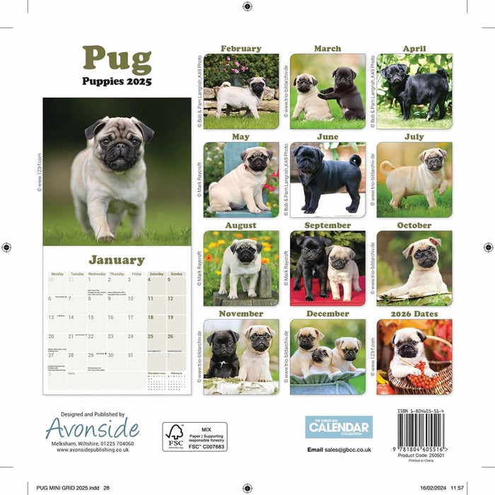 Pug Puppies Mini Wall Calendar 2025 (PFP)