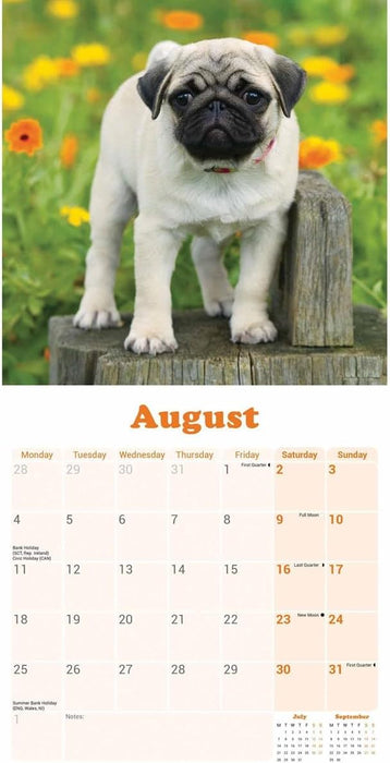 Pug Puppies Mini Wall Calendar 2025 (PFP)