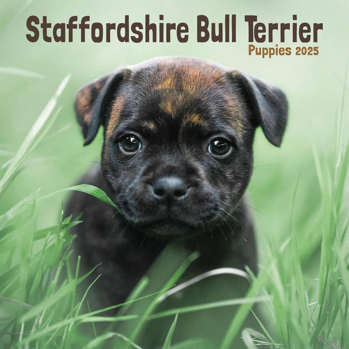 Staffordshire Bull Terrier Puppies Mini Wall Calendar 2025 (PFP)