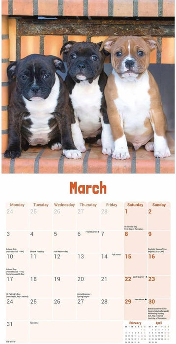 Staffordshire Bull Terrier Puppies Mini Wall Calendar 2025 (PFP)