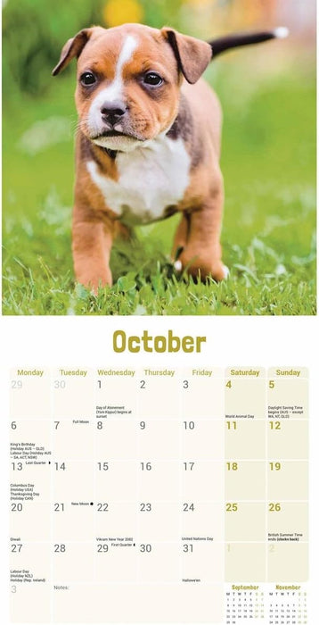 Staffordshire Bull Terrier Puppies Mini Wall Calendar 2025 (PFP)