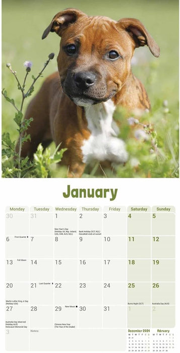 Staffordshire Bull Terrier Puppies Mini Wall Calendar 2025 (PFP)