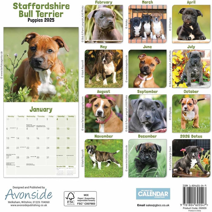Staffordshire Bull Terrier Puppies Mini Wall Calendar 2025 (PFP)