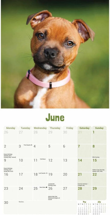 Staffordshire Bull Terrier Puppies Mini Wall Calendar 2025 (PFP)