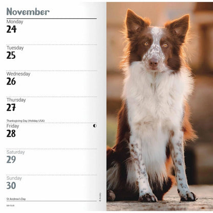 Carousel Calendars Border Collies Slim Diary 2025 (PFP)