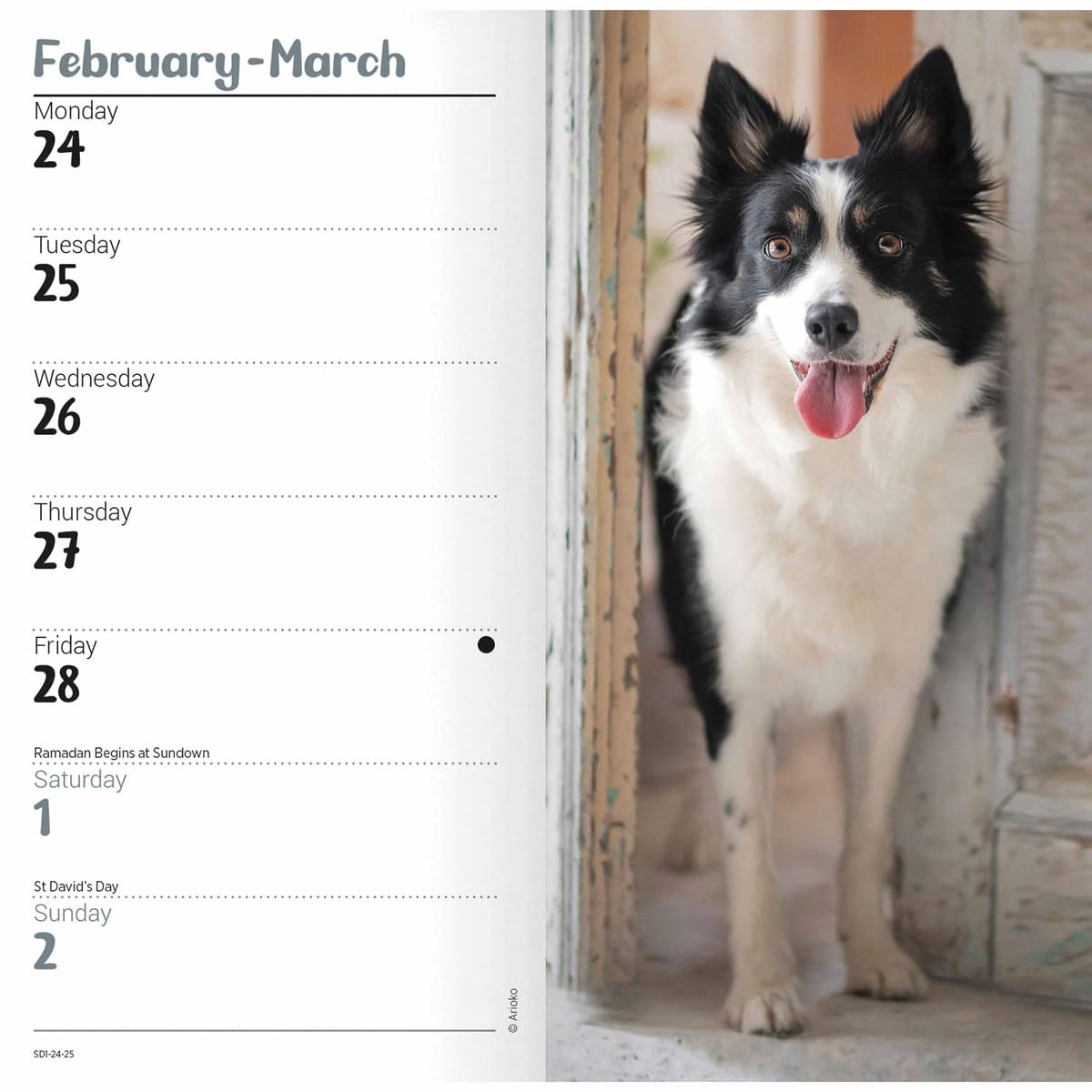 Carousel Calendars Border Collies Slim Diary 2025 (PFP)