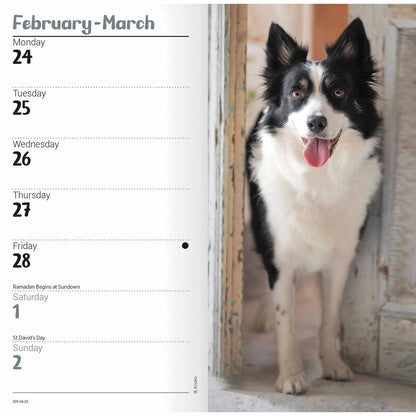 Carousel Calendars Border Collies Slim Diary 2025 (PFP)