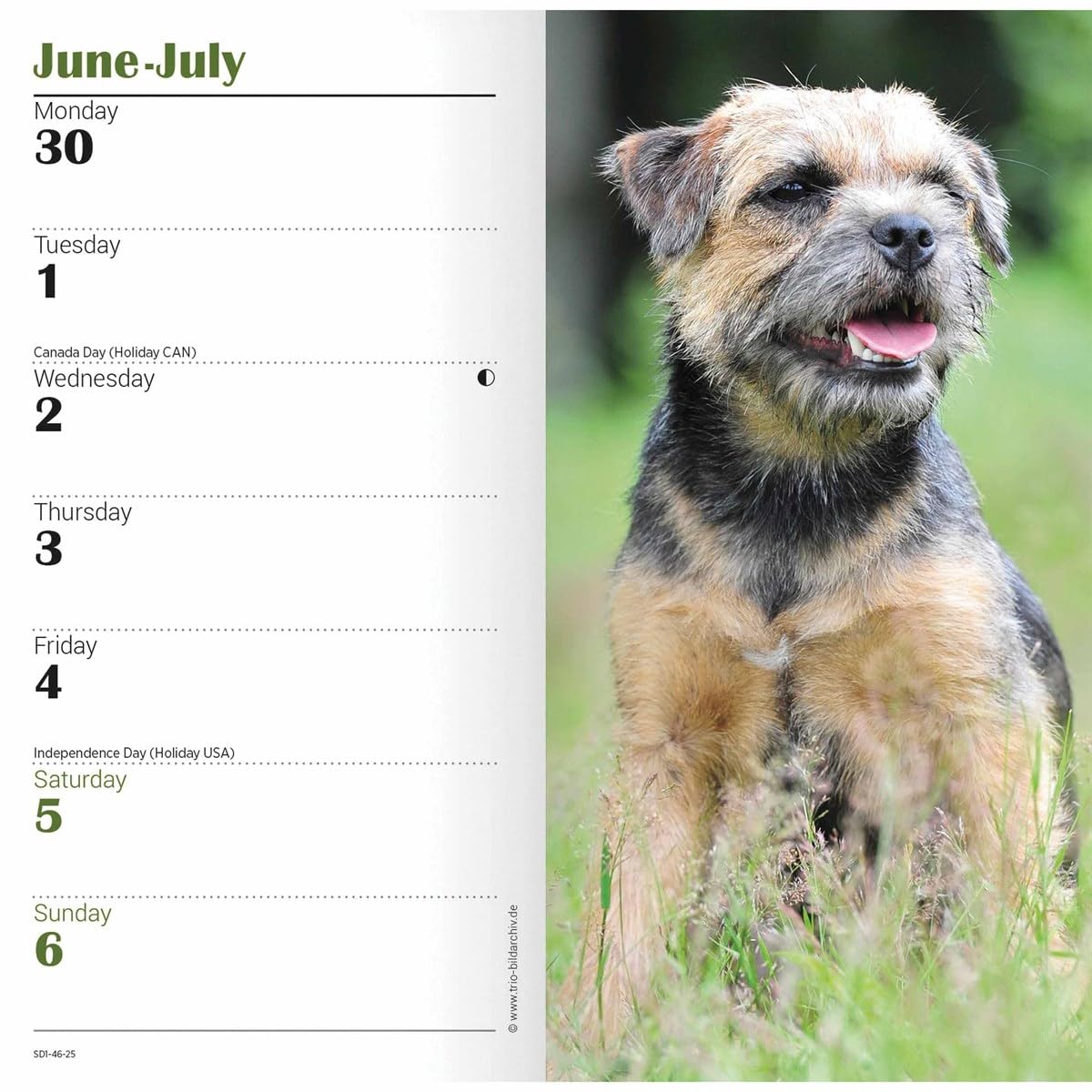 Carousel Calendars Border Terriers Slim Diary 2025 (PFP)