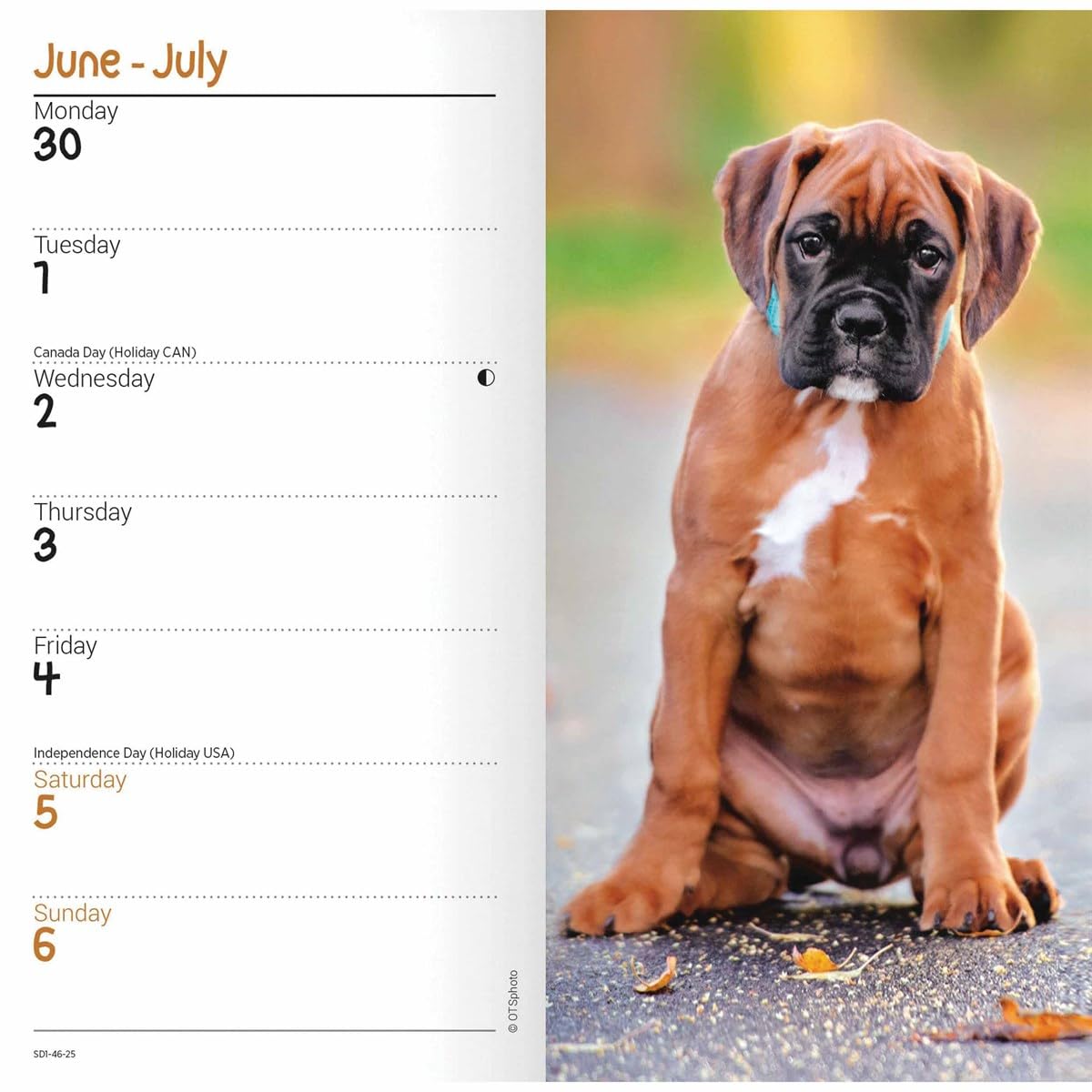 Carousel Calendars Boxers Slim Diary 2025 (PFP)