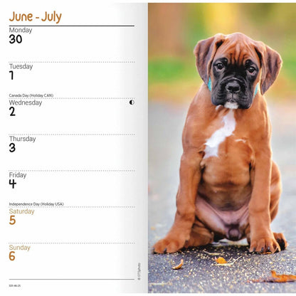 Carousel Calendars Boxers Slim Diary 2025 (PFP)