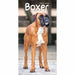 Carousel Calendars Boxers Slim Diary 2025 (PFP)