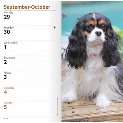 Carousel Calendars Cavalier King Charles Spaniels Slim Diary 2025 (PFP)