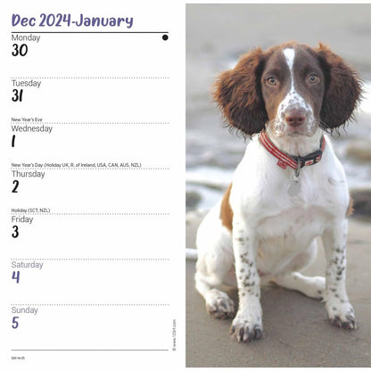 Carousel Calendars English Springer Spaniels Slim Diary 2025 (PFP)