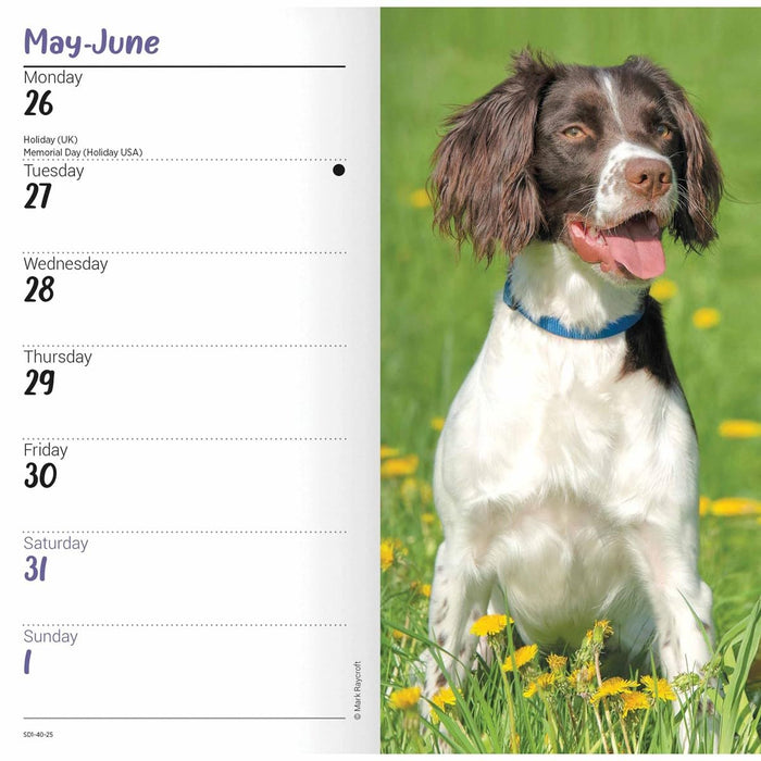 Carousel Calendars English Springer Spaniels Slim Diary 2025 (PFP)