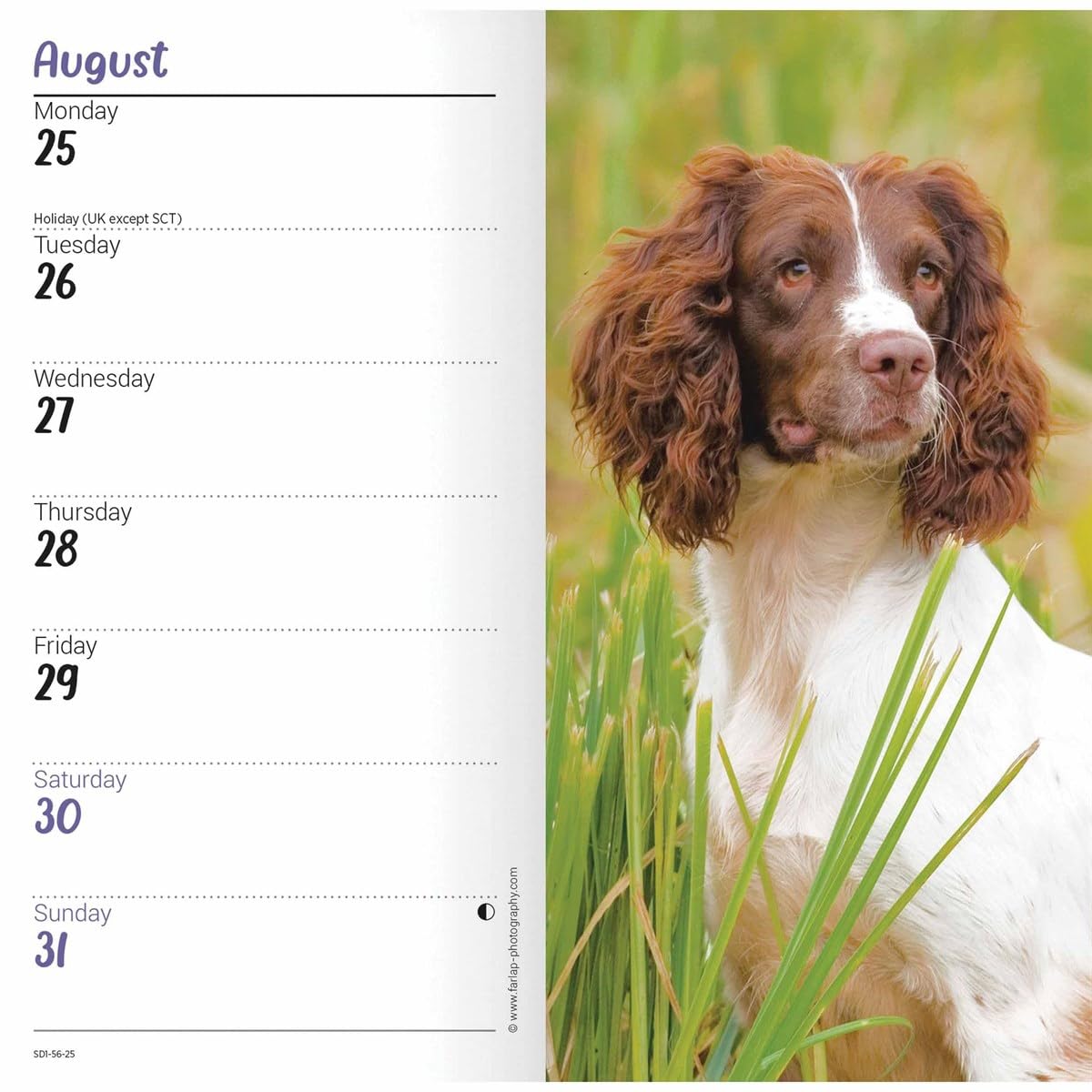 Carousel Calendars English Springer Spaniels Slim Diary 2025 (PFP)
