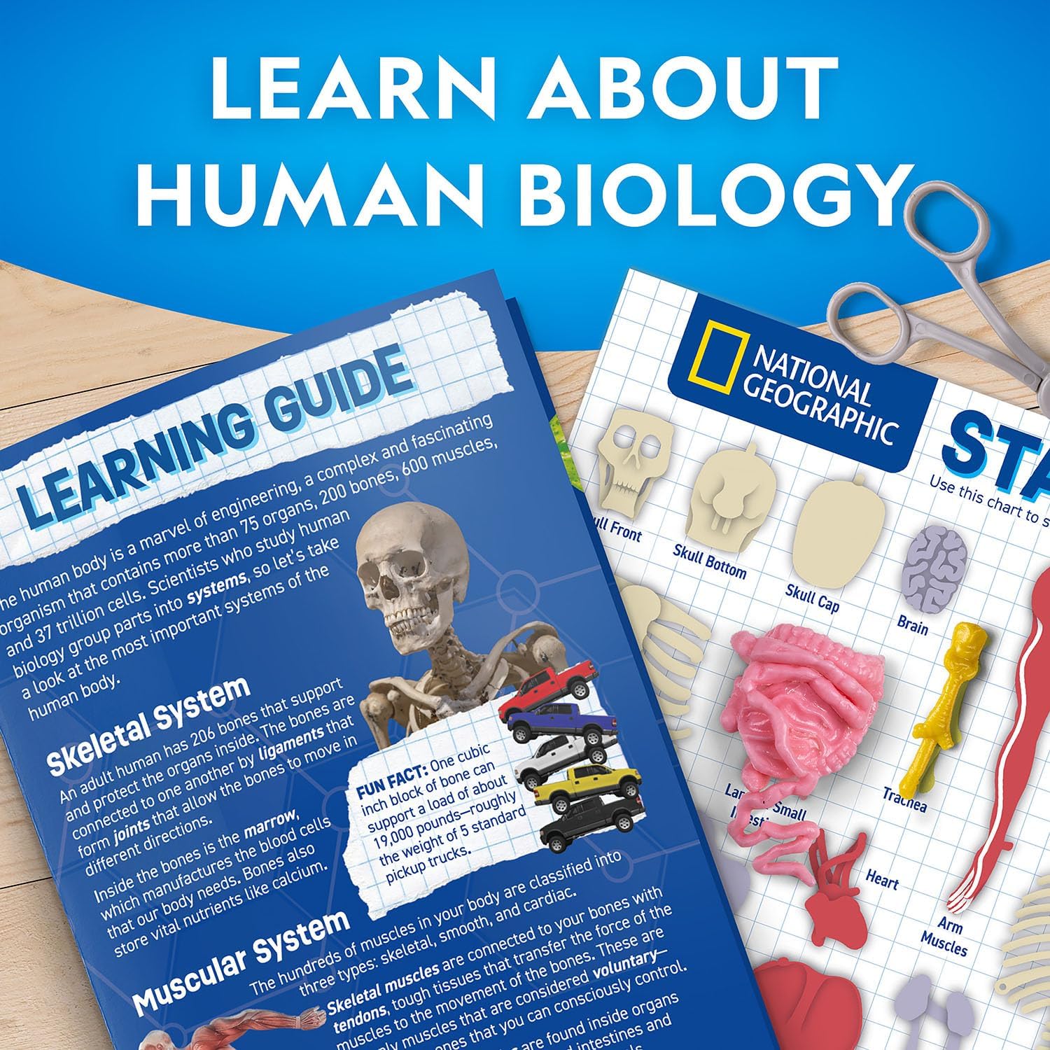 NG Human Body Science Kit