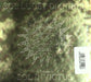 Sol Lucet Omnibus