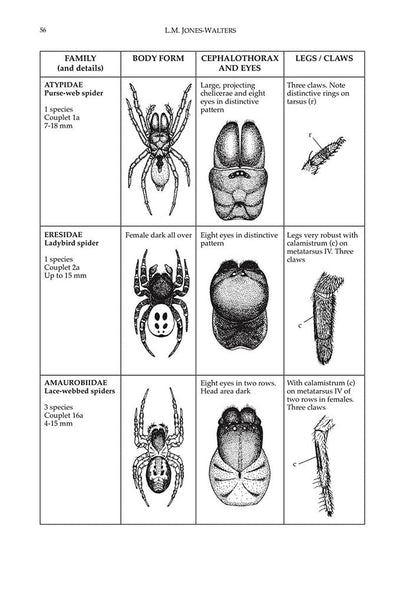 Keys to the Families of British Spiders