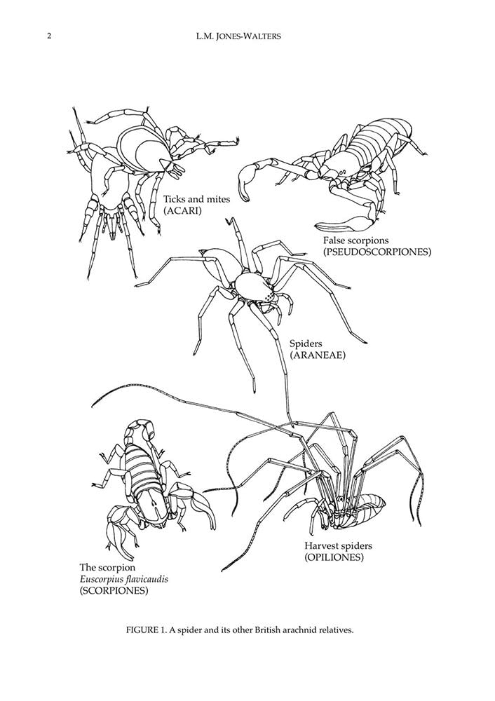 Keys to the Families of British Spiders